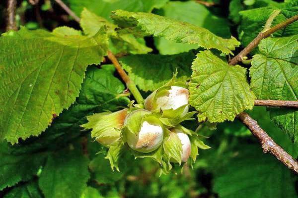 noisette propriétés utiles et contre-indications