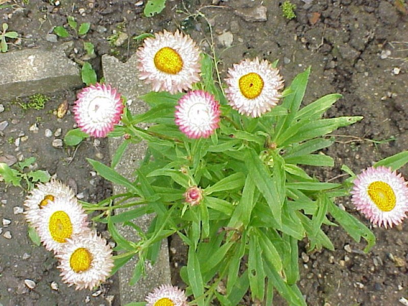 culture de gelichrizum dans un parterre de fleurs