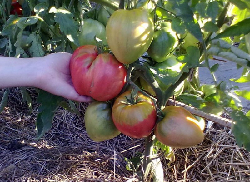 gros fruits de la grande tomate