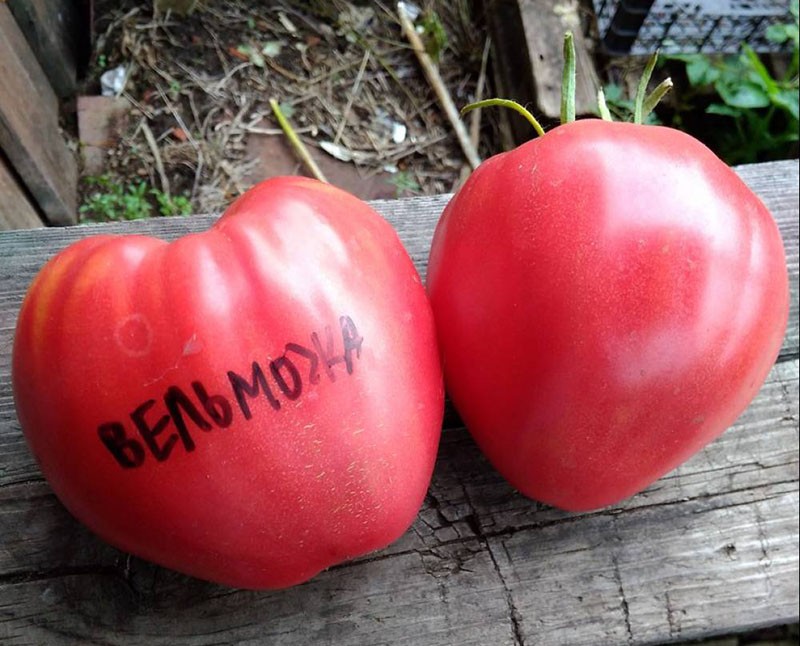 grandes frutos de tomate noble