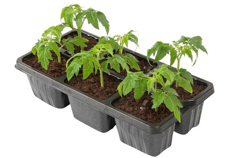 faire pousser des plants de tomates