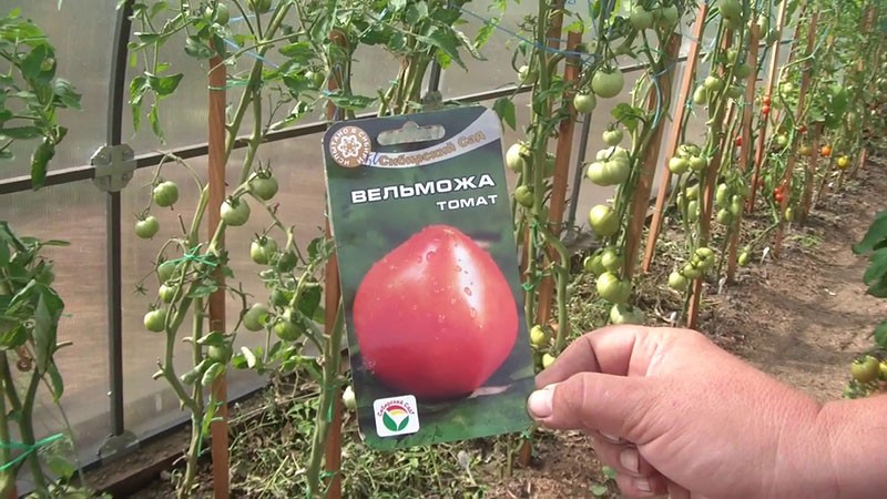 tomate noble en invernadero