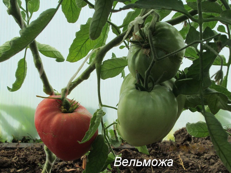 les tomates mûrissent