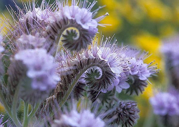 phacelia