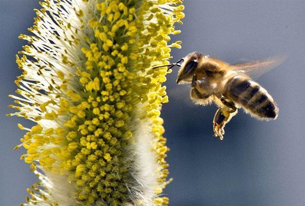 collecte de pollen