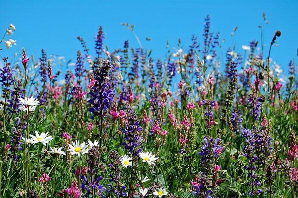 plantes à miel