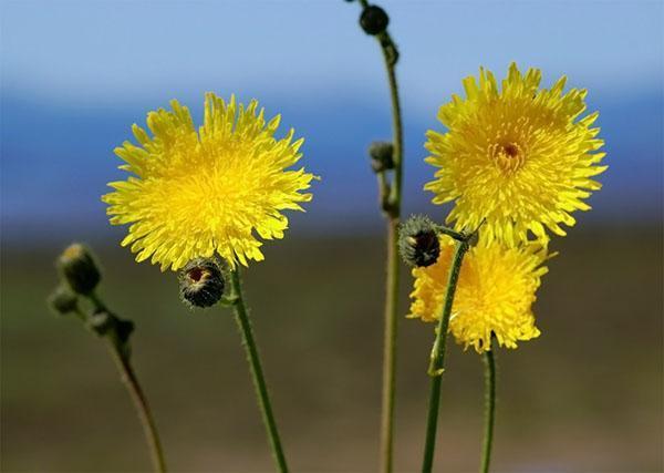 laiteron en fleur