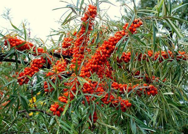 l'argousier est un réservoir de vitamines