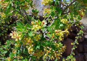 Grosella dorada en flor