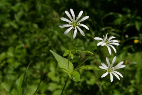 starlette en fleurs